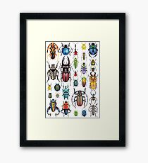 Beetle Collection Framed Print