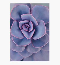 Purple Pearl Photographic Print