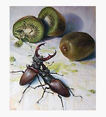 " Kiwis and Stag Beetles ( Struggle for Constancy)" Photographic Print