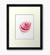 Pink rose Framed Print