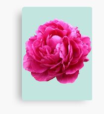Pink peony Canvas Print