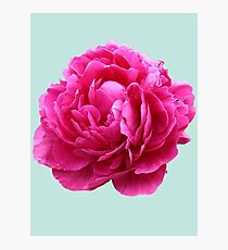 Pink peony Photographic Print