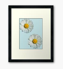 Two white daisies Framed Print