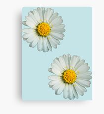 Two white daisies Canvas Print