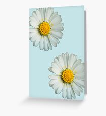 Two white daisies Greeting Card