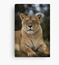Trust me, I won’t bite...much Canvas Print