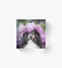 Sheltie Queen Acrylic Block
