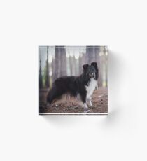 Sheltie Acrylic Block