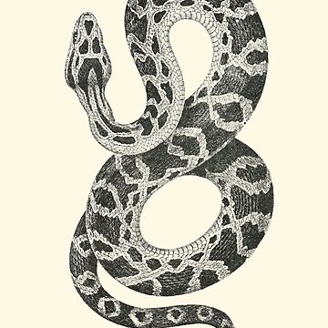 The Bushmaster Pit Viper (Lachesis) - on Off-White Art Print for Sale by  boltjesdesign