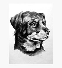 Rottweiler Devotion Photographic Print