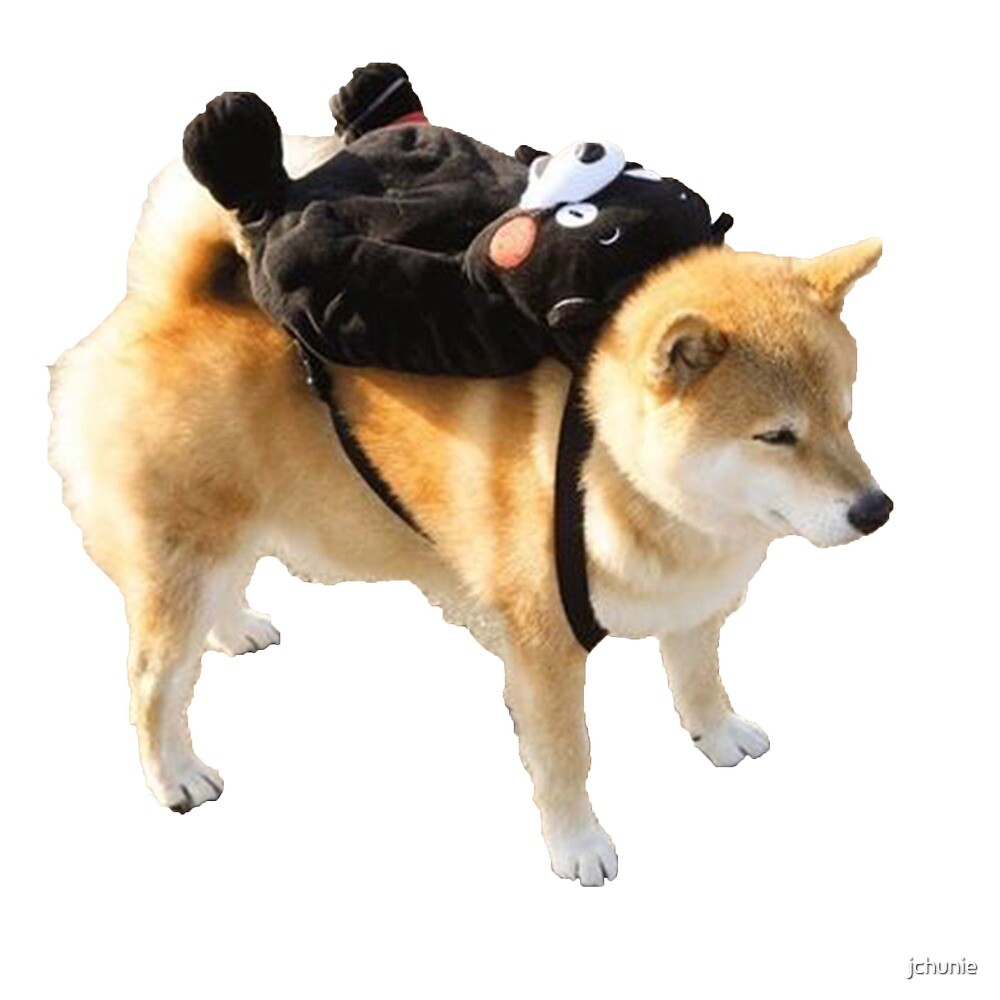 shiba in backpack