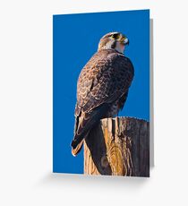 Prairie Falcon Greeting Card