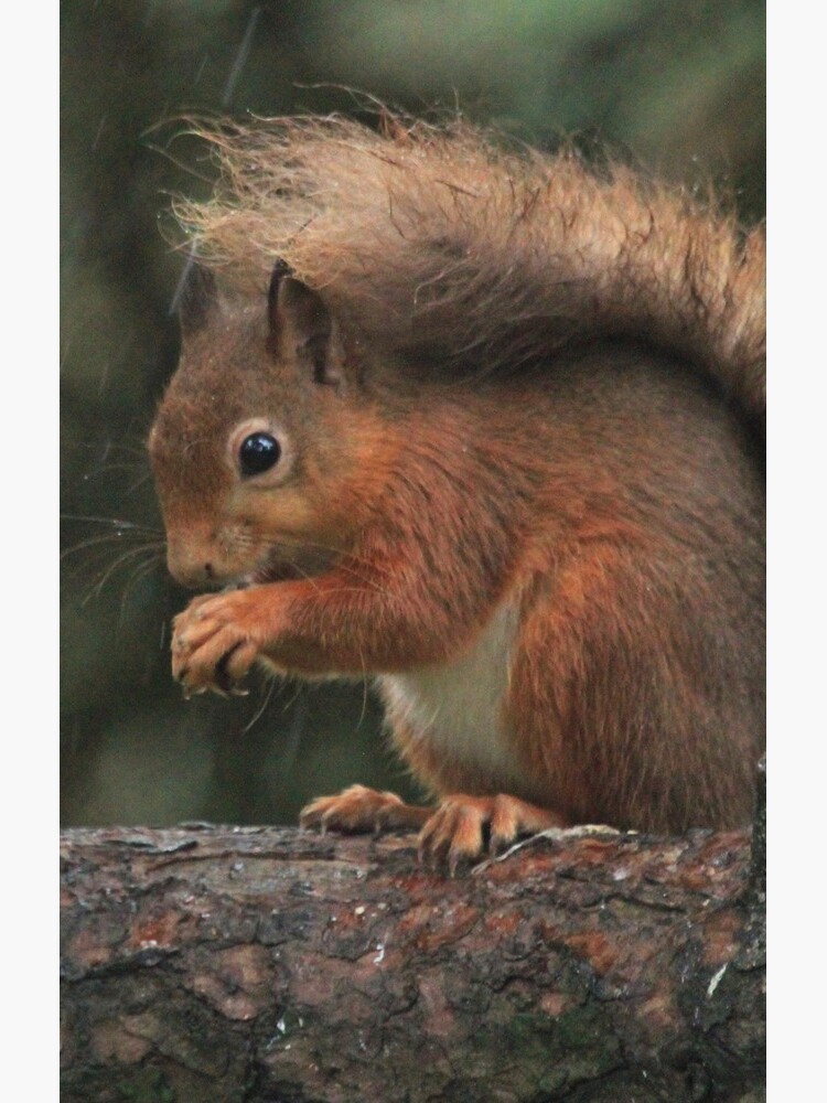 Squirrel shelter by orcadia