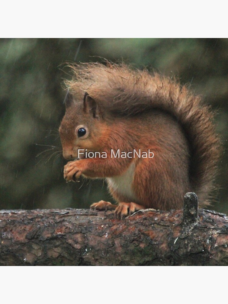 Squirrel shelter by orcadia