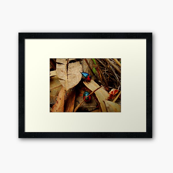 Jewelled Beetles -Taking a walk on the wild side Framed Art Print