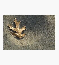 Frost on Leaf Photographic Print