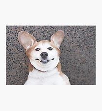 Goofy beagle dog smiling Photographic Print