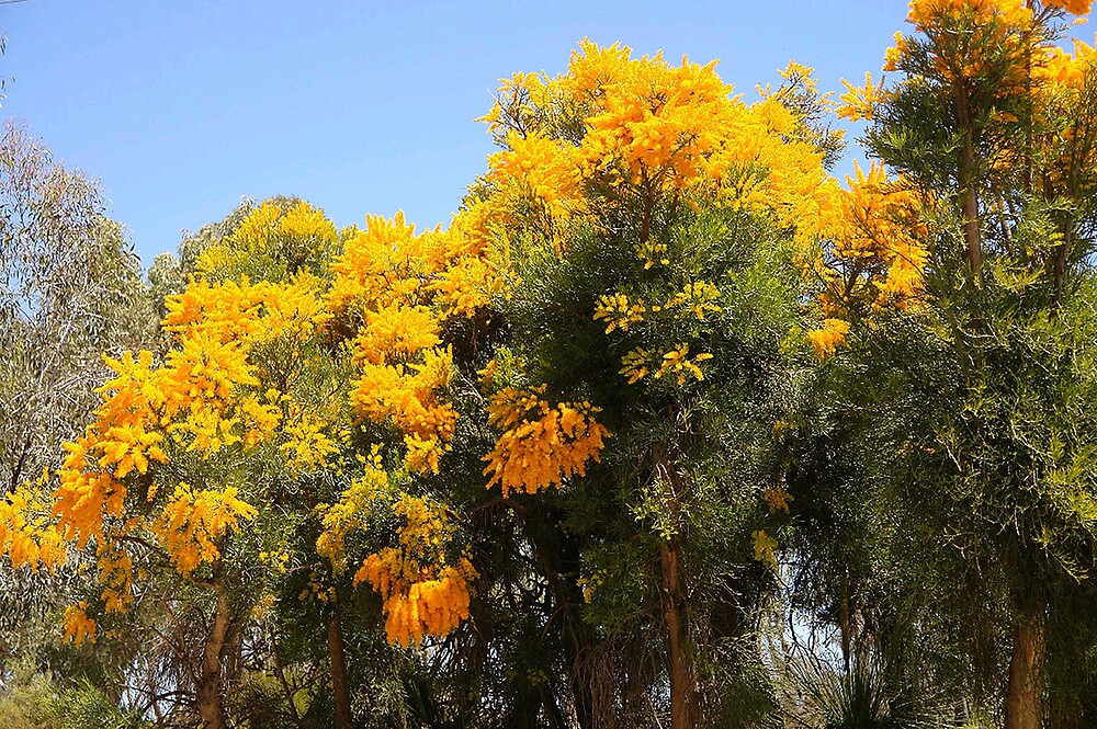 quot west australian christmas tree 4081 views quot by quot west australian christmas tree 4081 views quot by
