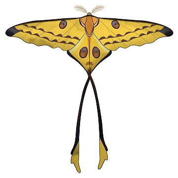 LARGE Madagascar Moon Moth Sticker