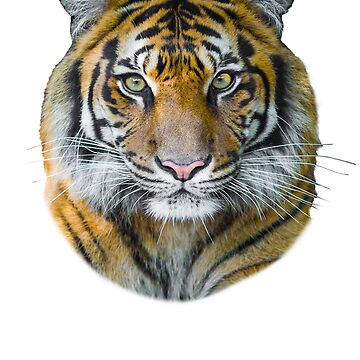 wild bengal tiger line art pattern design  Photographic Print for Sale by  Janckevannwyk