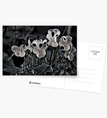 Flowers and Petals Postcards