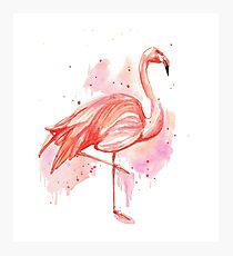 Flamingo Photographic Print