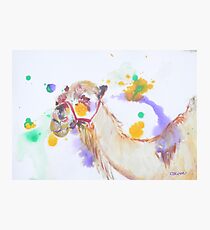Camel Photographic Print