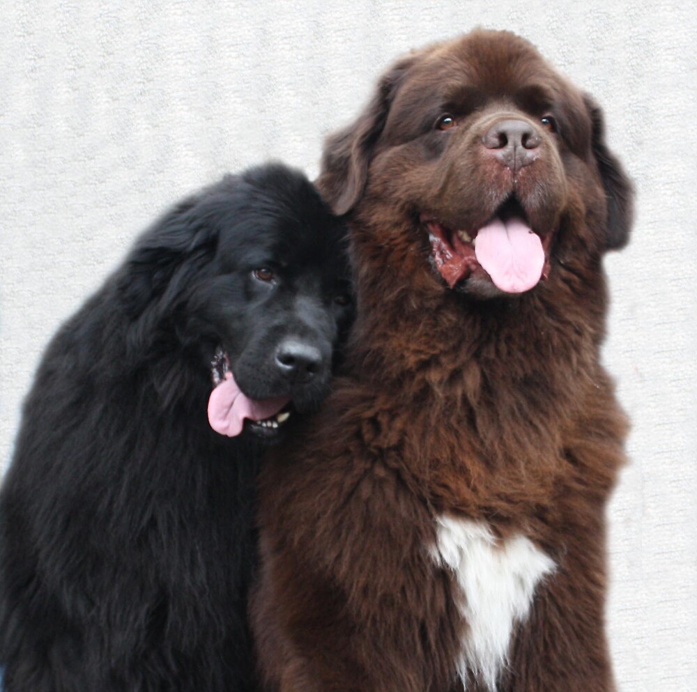 Two Newfoundland dogs in love by meganboundy