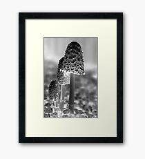 shaggy ink cap Framed Print