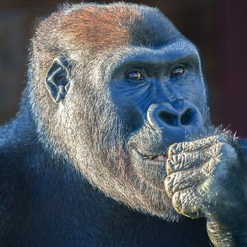 Gorilla Lope's Grin Throw Pillow for Sale by rawshutterbug