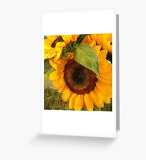 Last of Summer Greeting Card