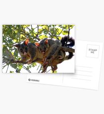 Possums Postcards