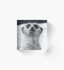 meerkat Acrylic Block