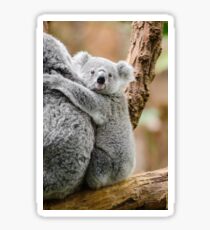 Cute Baby Koala Stickers Redbubble