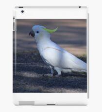 Sulphur-crested Cockatoo iPad Case/Skin