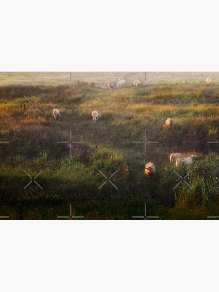 The cows by MelBrackstone