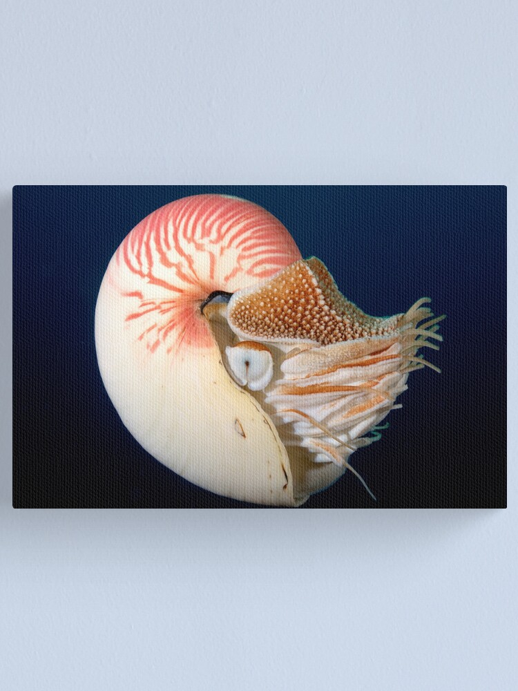 Alternate view of Chambered Nautilus Canvas Print