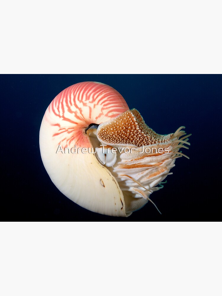 Chambered Nautilus by andrewtj