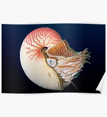 Chambered Nautilus Poster