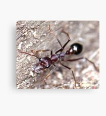 Bull Ant Canvas Print