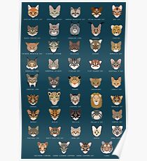 Cat Species Poster