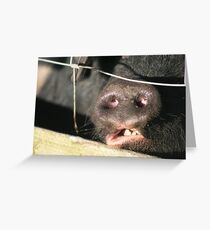 Pig Face Greeting Card