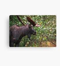 Bull Moose Canvas Print