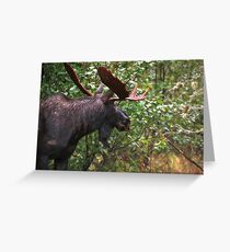 Bull Moose Greeting Card