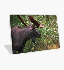 Bull Moose Laptop Skin