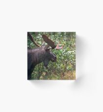 Bull Moose Acrylic Block