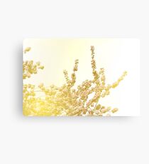 Glowing Cherry Blossoms Canvas Print