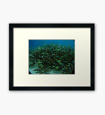 Habitat Framed Print