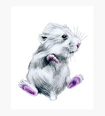 Hamster Photographic Print
