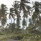 Palm trees by znamenski